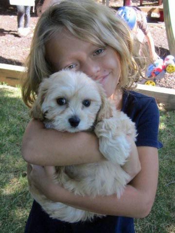 Gleneden cavachon sales