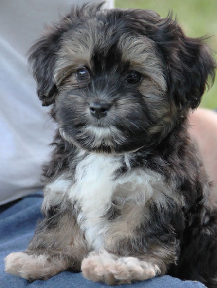 Shops cavalier havanese mix puppies for